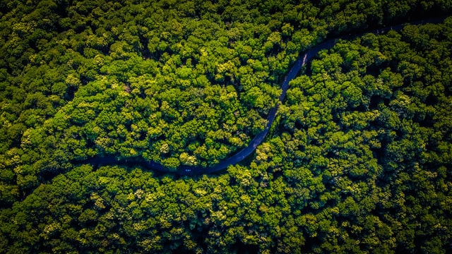 Amazon fires: Eight ways you can do your bit to protect the rainforest